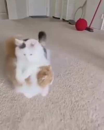 These cats jumping over each other