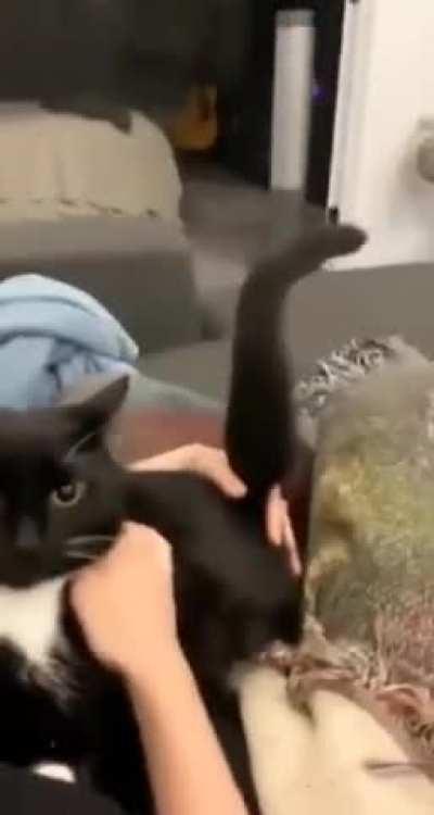 guys is this a good first car????? it's le manuelle and sex speed and loud enjean sound like soupbrah