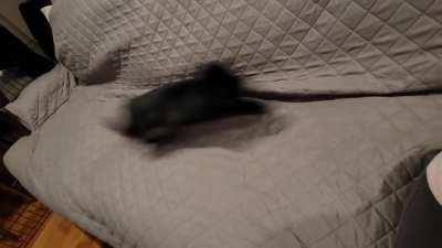 After chewing up a few sofa covers, he found the one he likes (for now)