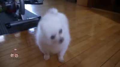 Believer (animal cover)