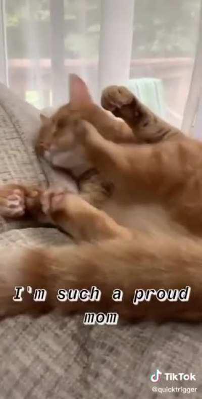 O gato tá quebrado.