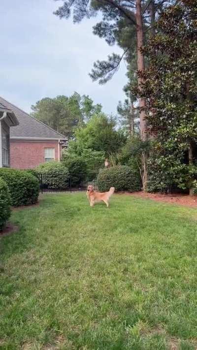 100% Golden 0% Retriever