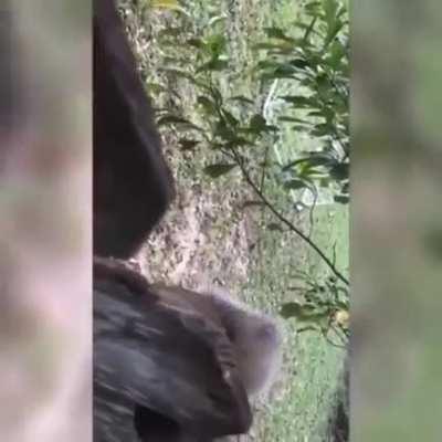 Siento su dolor 😱