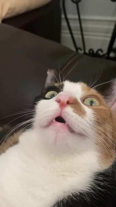 My kitty always finds greebles on the ceiling, mouth agape like a turd.