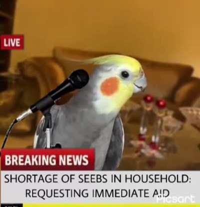 My Birb Demands Seeb.