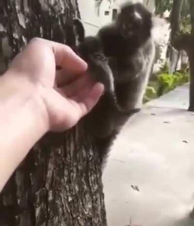 A man rescues a lion tamarin pup and returns it to his mother.