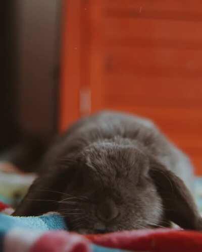 This will be the best video I have ever taken of Violet 🥺