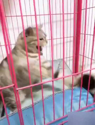 Cat headbutts doggo in a Hell in the Cell match