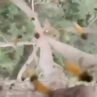 Massive brain man messes with hornet hive with smoke, and well.. finds out.