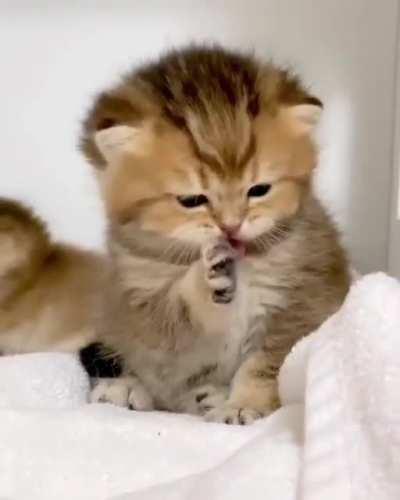 Criminal cleaning the paws after leaving the pawprints all over the crime scene