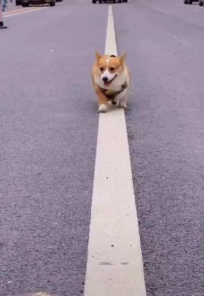 Is he OCD? He only walks in a straight white line !