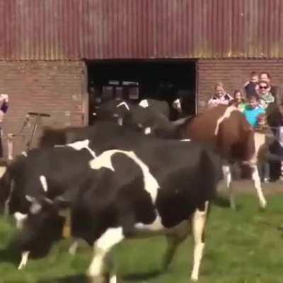 Dairy cows sees grass for the first time after 6 months.