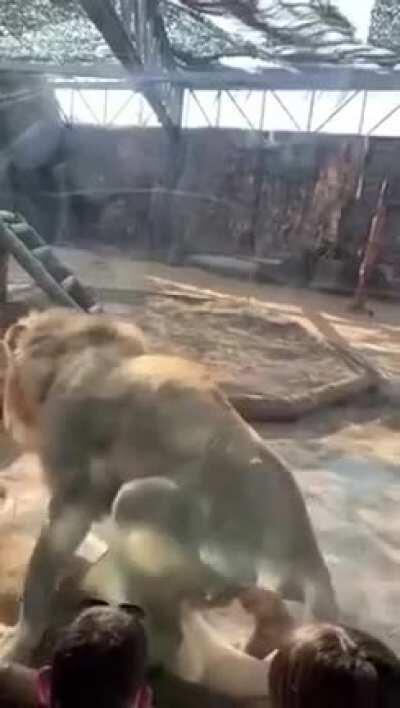 Lion foreplay.