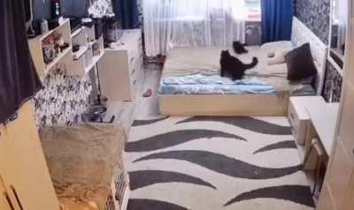 Mother Cat scolds kitten for messing up the bed and fixes it herself.