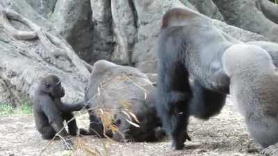 Brave young Gorilla steps in to comfort her distressed mother and drives the silverback away