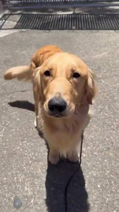 Doggo knows how to moooo..