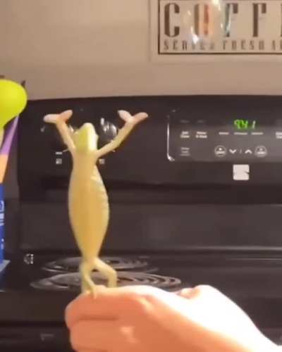 Chameleon's reaction to seeing bubbles for the first time..🐾🫧😍