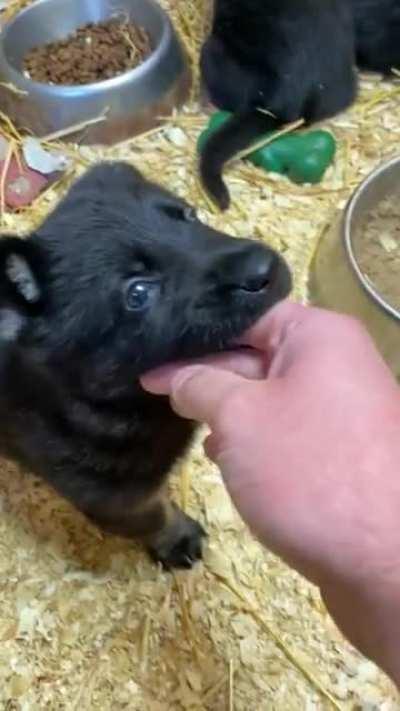 Taking home this sweet girl in 3 weeks!