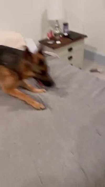 The moment Jax found out he was gonna get to have a sleep over in the bedroom