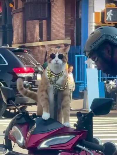 Neighbourhood pimp flexing