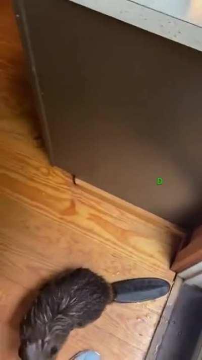 Что за порода собаки?