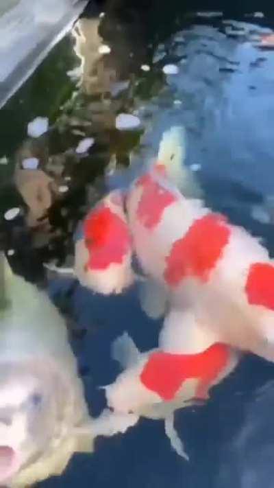 que hermosa carpa dominicana 🥰