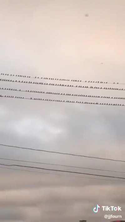 The birds making room when another one arrives on the wire!