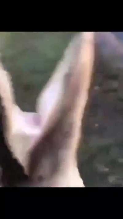 man yeets gator into lake