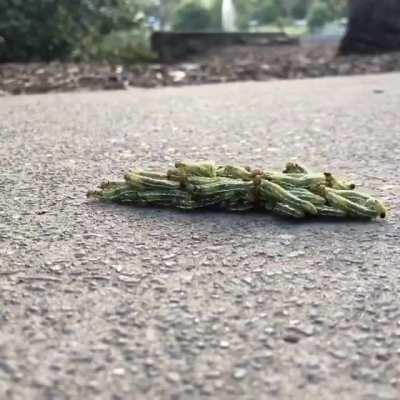 Sawfly larvae are practicing what is known as a rolling swarm
