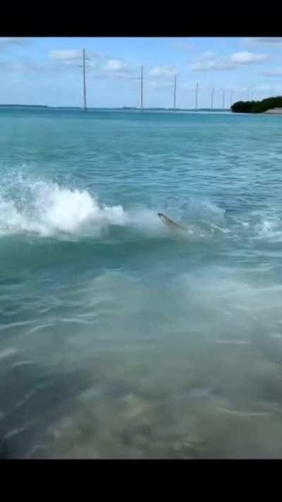 Tarpon takes one for the team