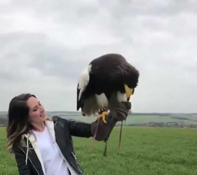 Stellar's sea eagle is one of the world's heaviest and one of the largest eagles, weighing between 11 to 20 lbs.