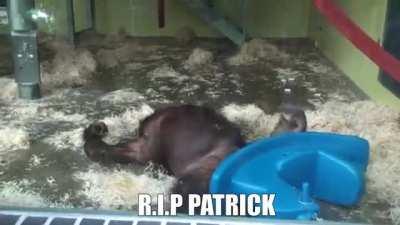 The story of Patrick.