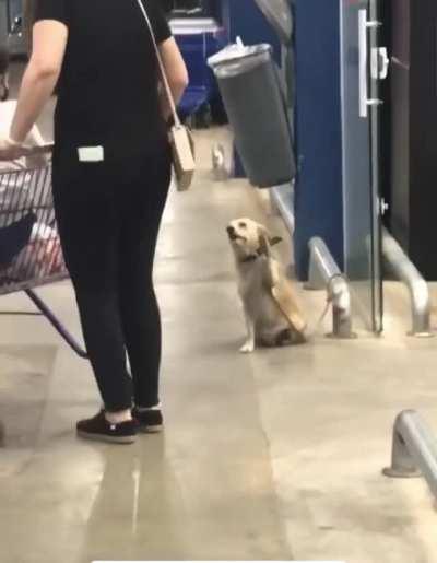 Dog says goodbye to everyone who leaves the store
