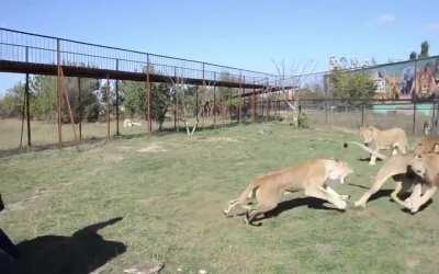 Lioness dies inside when other lions come to help get the sweater back