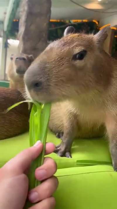 Some more capy vids from Thailand🇰🇷