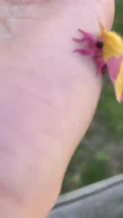 Excuse the dry hands, but check out this rosy maple moth I found on my porch! (Eastern NC)