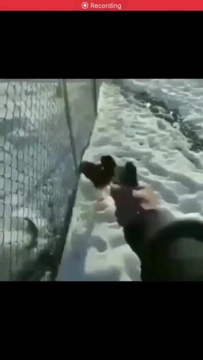 Haha chicken go boom