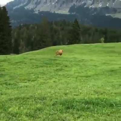 though he be tiny he be fierce