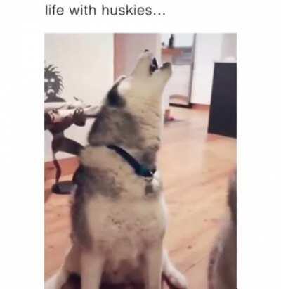Life with huskies