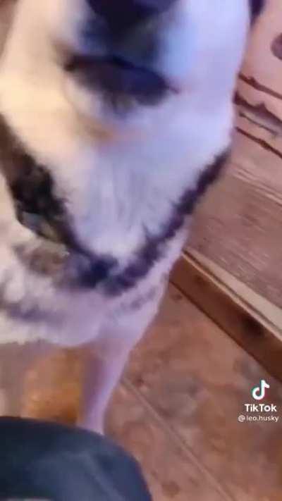 I fucking love Huskies