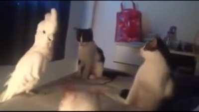 Don’t worry I can speak their language fluently