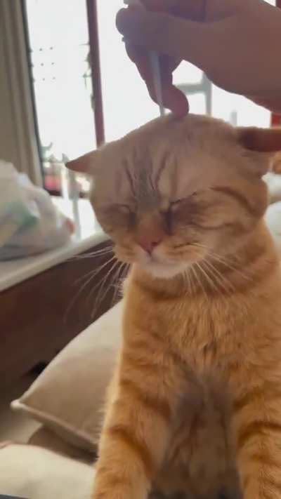 A wild Pakistani cat appears