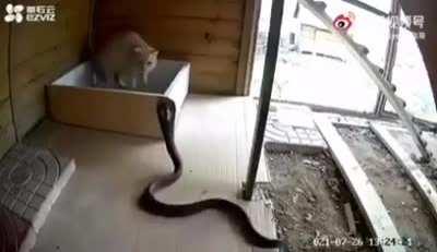 Показали своё кунг-фу.