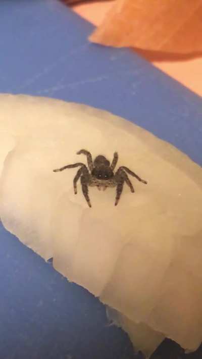 Was cutting onions, turned around for a min and came back to this little guy having a snack 