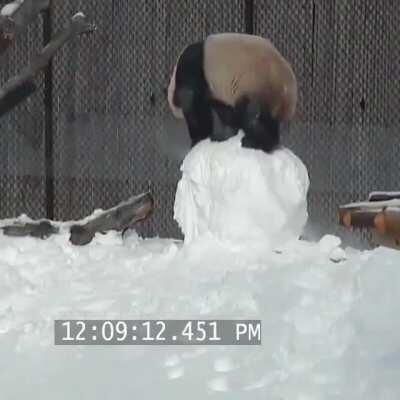 Panda playing with a snowman at the Toronto Zoo