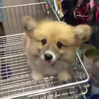 Corgi boye excited to shop