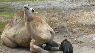 A camel and pig playing