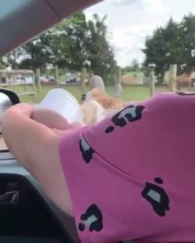 Angry alpaca wanted a snack