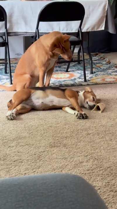 My friend’s puppy not understanding why my 7 year old dog was so sleepy