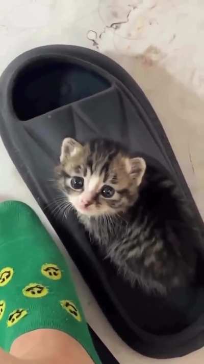 Not OC but I figured y’all might appreciate how illegally smol this criminal is